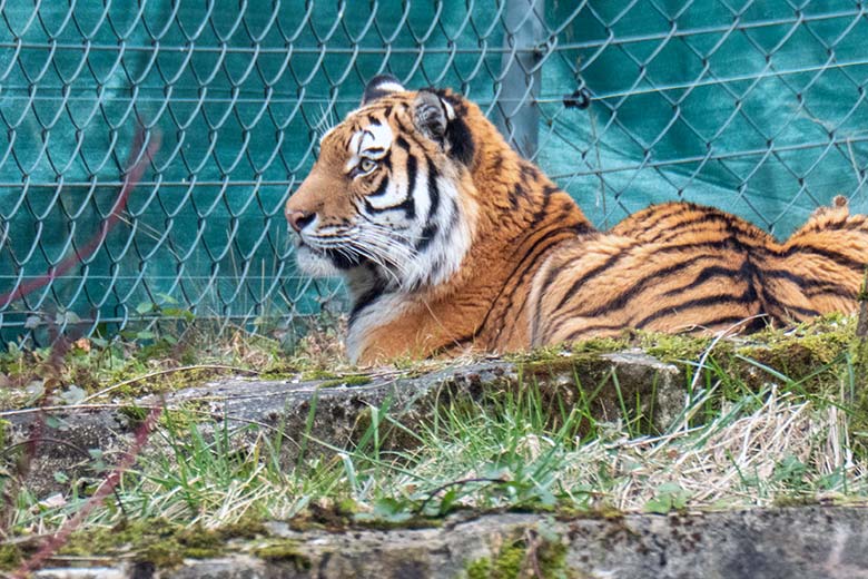 Amur-Tiger-Katze TULLIA am 30. Januar 2024 auf der kleineren Aussenanlage für Amur-Tiger im Tiger-Tal im Zoo Wuppertal