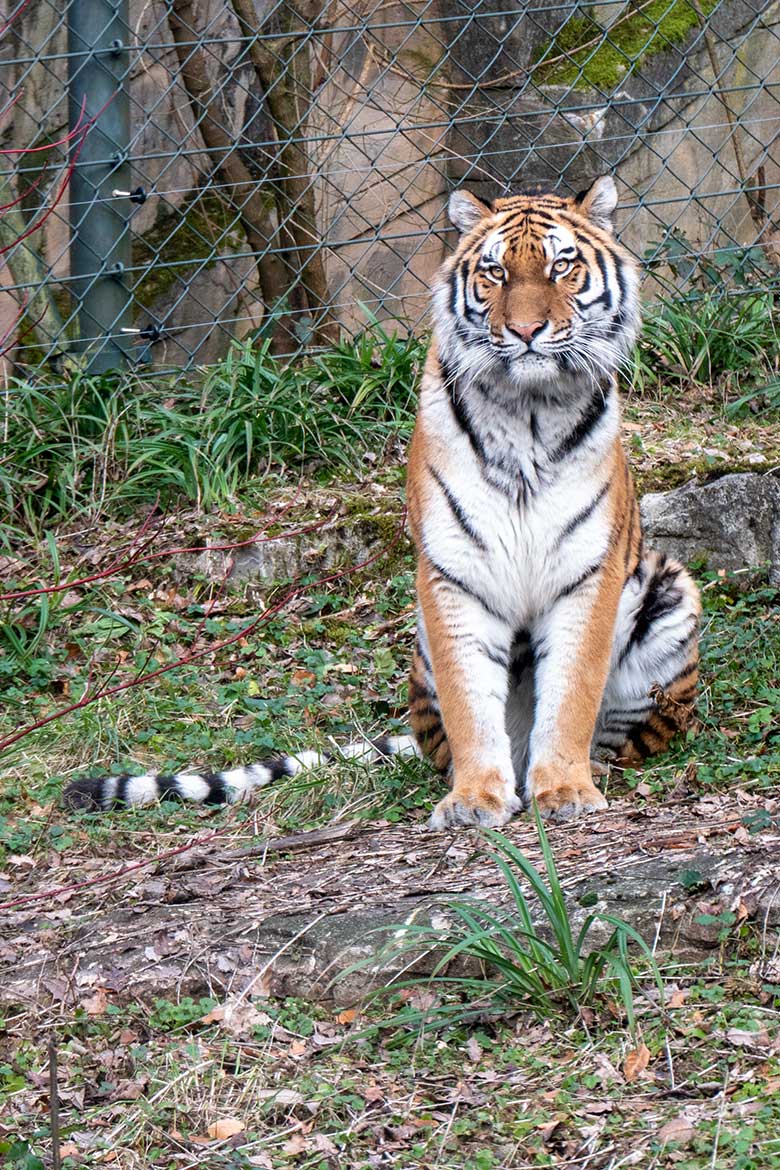 Amur-Tiger-Katze TULLIA am 30. Januar 2024 auf der kleineren Aussenanlage für Amur-Tiger im Tiger-Tal im Grünen Zoo Wuppertal