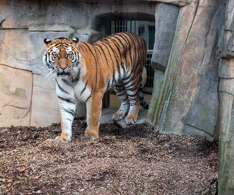 Amur-Tiger-Katze TULLIA am 30. Januar 2024 auf der kleineren Aussenanlage für Amur-Tiger im Tiger-Tal im Wuppertaler Zoo