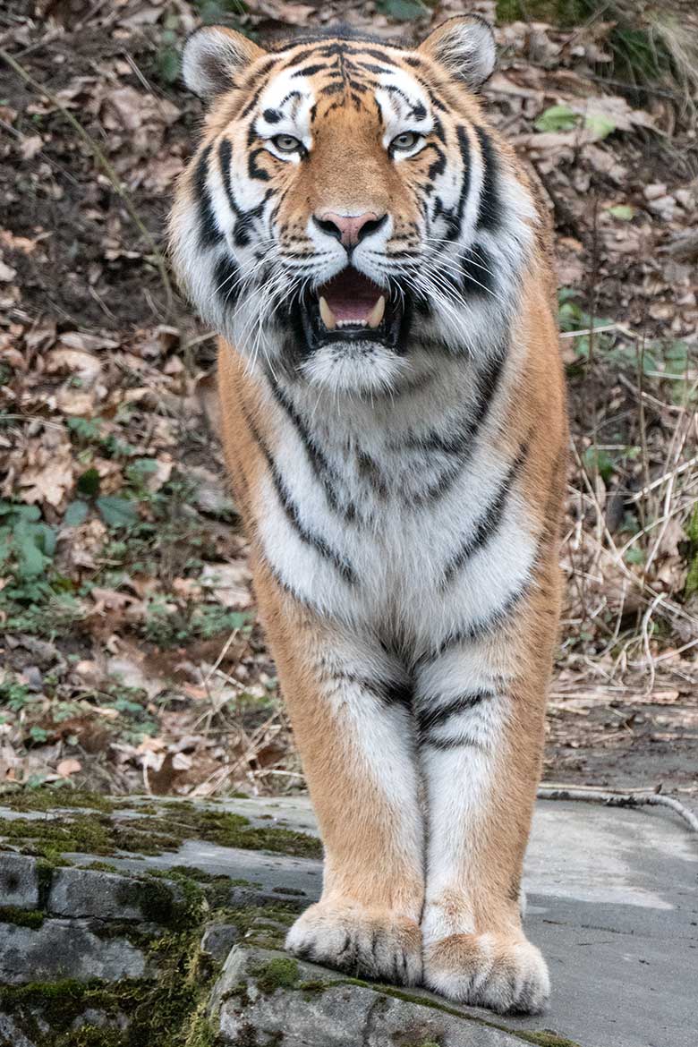Amur-Tiger-Kater KASIMIR am 31. Januar 2024 auf der größeren Aussenanlage für Amur-Tiger im Tiger-Tal im Wuppertaler Zoo