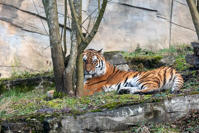 Amur-Tiger-Katze TULLIA am 13. Februar 2024 auf der kleinen Außenanlage im Tiger-Tal im Grünen Zoo Wuppertal
