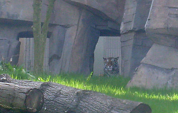 Sibirische Tigerkatze Mymoza im Wuppertaler Zoo im Mai 2008