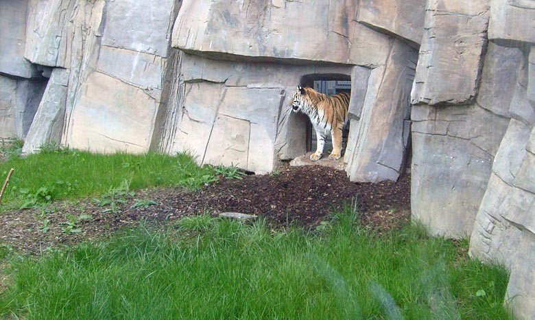 Sibirische Tigerin Mymoza im Zoo Wuppertal im Mai 2008
