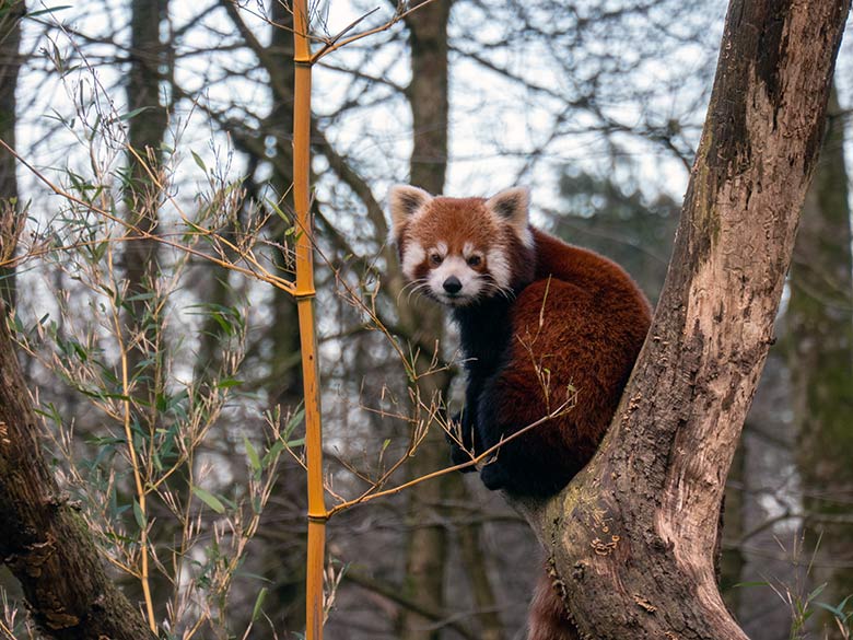 Kleiner Panda am 10. Januar 2024 auf einem Baum im Zoo Wuppertal