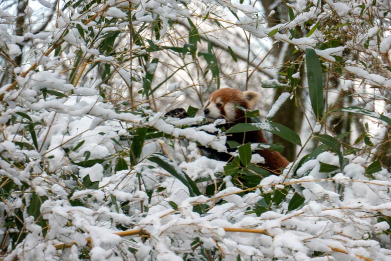Männlicher Kleiner Panda LIAM am 16. Januar 2024 im Grünen Zoo Wuppertal