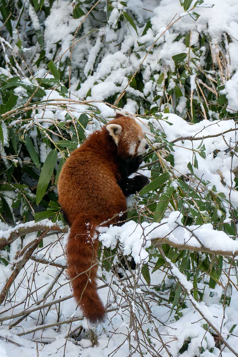 Weiblicher Kleiner Panda UMA am 16. Januar 2024 im Zoo Wuppertal