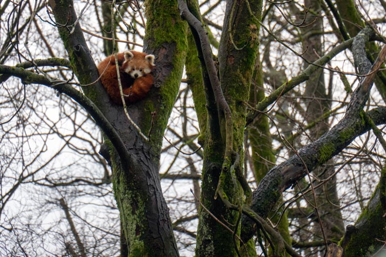 Kleiner Panda am 22. Januar 2024 auf einem Kastanienbaum im Grünen Zoo Wuppertal