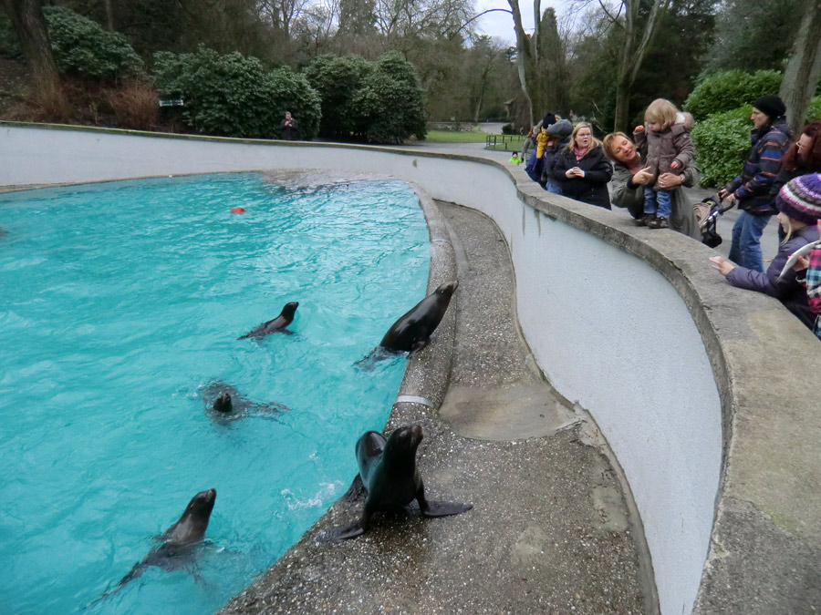 Silvester-Fütterung der Kalifornischen Seelöwen im Zoologischen Garten Wuppertal am 31. Dezember 2012