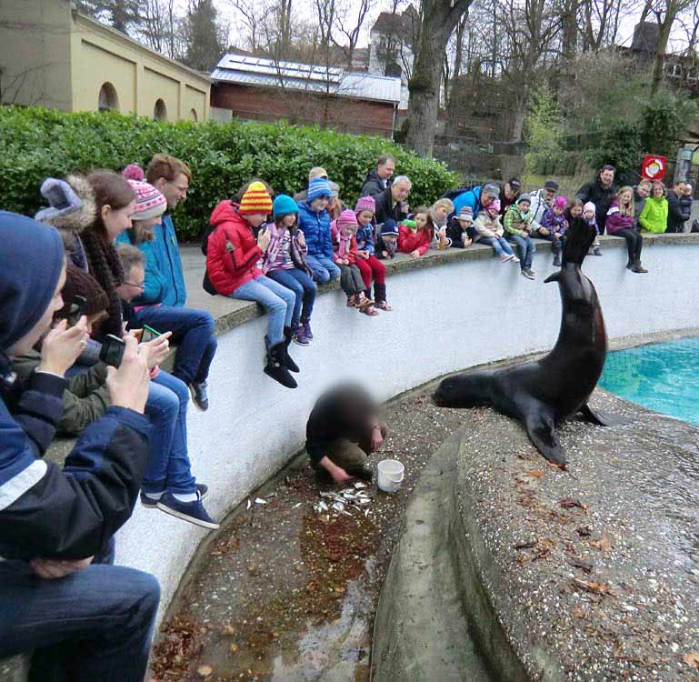 Weihnachts-Fütterung der Kalifornischen Seelöwen im Zoologischen Garten Wuppertal am 24. Dezember 2013