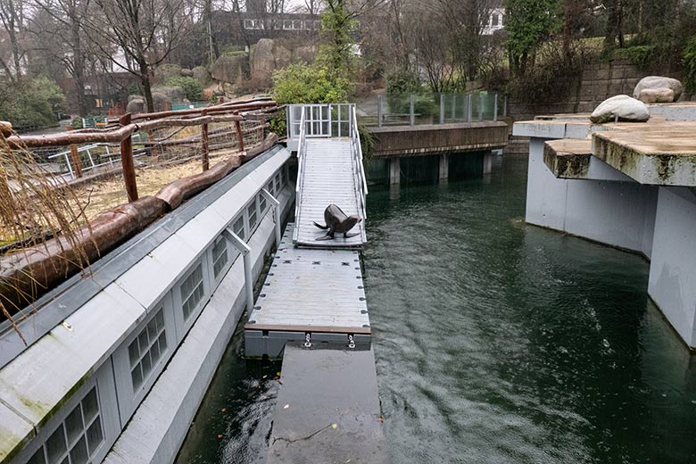 Kalifornische Seelöwin NIKE am 19. Dezember 2023 auf dem Schwimm-Steg der Erweiterungs-Anlage im Grünen Zoo Wuppertal