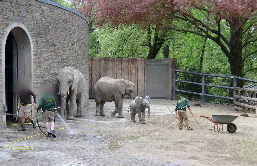 Afrikanische Elefantenfamilie im Wuppertaler Zoo am 16. April 2011