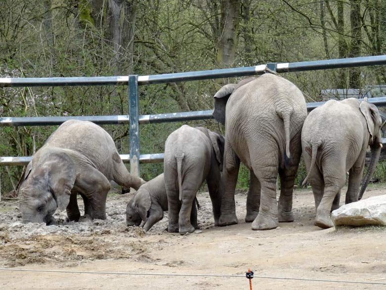 Elefantenkalb Tuffi am 10. April 2016 im Zoo Wuppertal