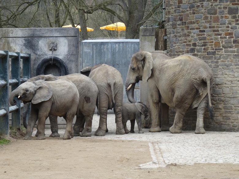 Elefantenkalb Tuffi am 10. April 2016 im Zoologischen Garten Wuppertal