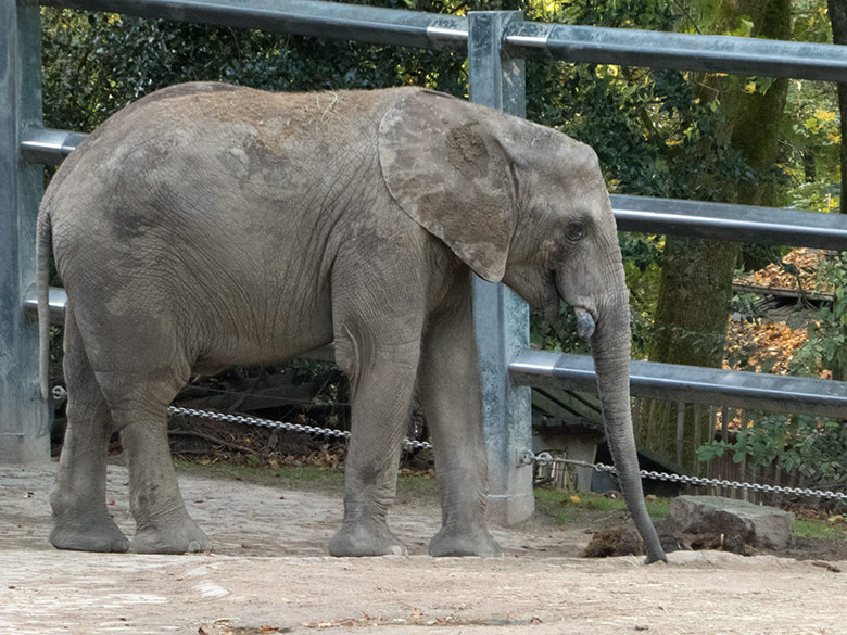 Afrikanischer Elefanten-Jungbulle JOGI am 26. Oktober 2019 auf der Außenanlage am Elefanten-Haus im Wuppertaler Zoo
