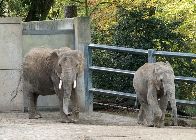 Afrikanische Elefanten-Kuh SWENI und Jungbulle JOGI am 26. Oktober 2019 auf der Außenanlage am Elefanten-Haus im Grünen Zoo Wuppertal