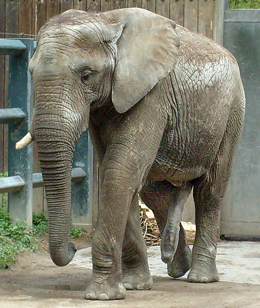Afrikanischer Elefantenbulle im Zoologischen Garten Wuppertal im Mai 2008