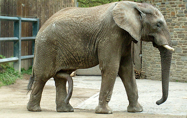 Afrikanischer Elefantenbulle im Zoo Wuppertal im Mai 2008