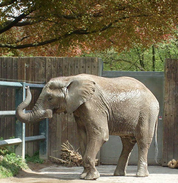 Afrikanischer Elefantenbulle im Wuppertaler Zoo im Mai 2008
