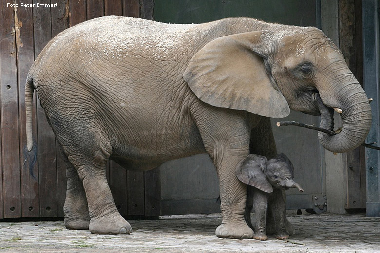 Elefantenbaby Wuppertal