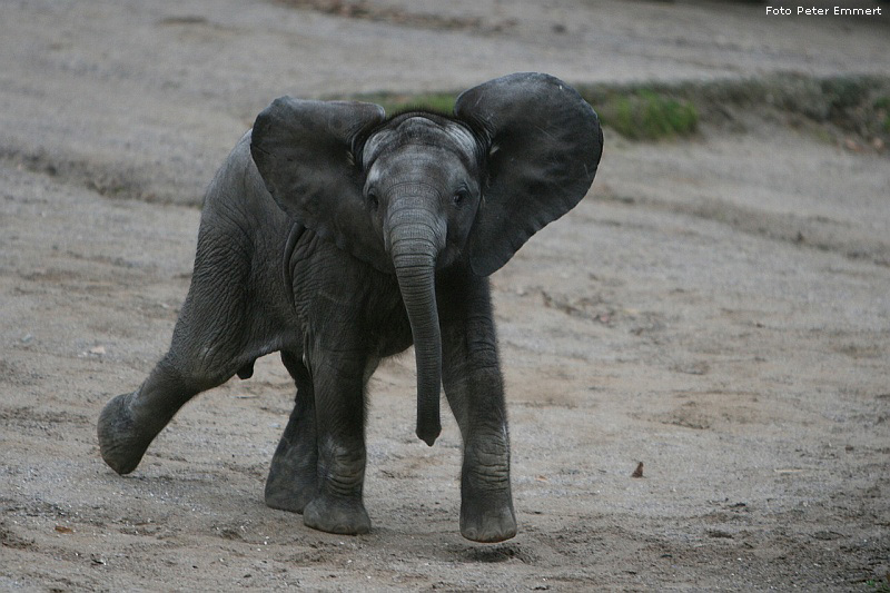 Das zwei Wochen junge Elefanten-Baby TAMO im Zoo Wuppertal am 29. Januar 2008 (Foto Peter Emmert)