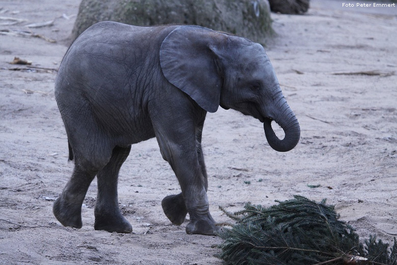 Afrikanischer Elefant im Zoologischen Garten Wuppertal im Dezember 2008 (Foto Peter Emmert)