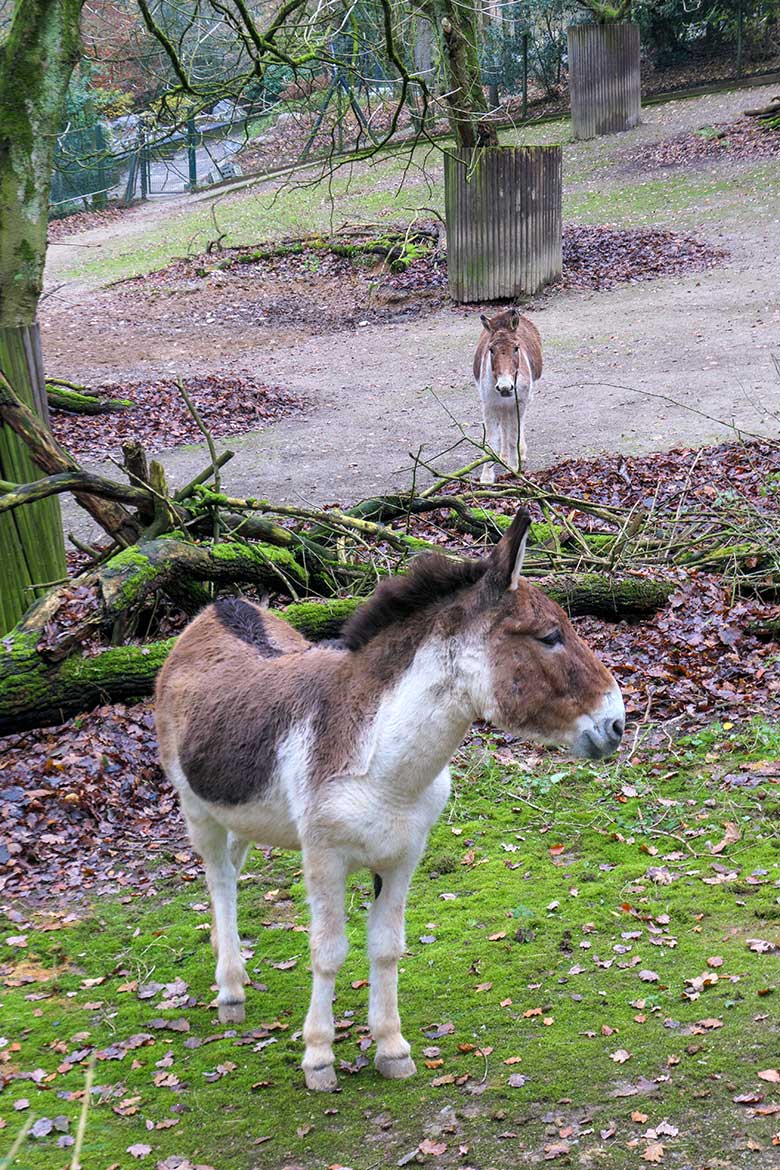 Kiang-Stuten am 28. November 2021 auf der Außenanlage im Wuppertaler Zoo