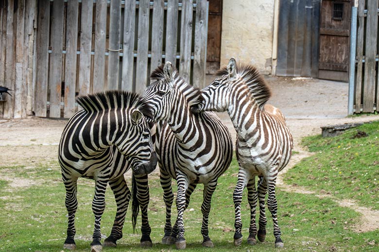 Drei Böhmzebras am 14. April 2024 auf der Afrika-Anlage im Wuppertaler Zoo