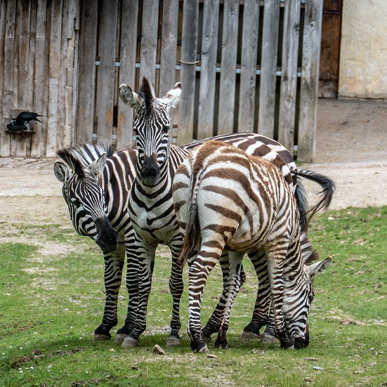 Drei Böhmzebras am 14. April 2024 auf der Afrika-Anlage im Grünen Zoo Wuppertal