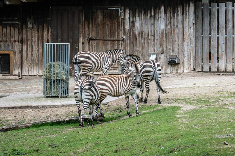 Vier Böhmzebras am 14. April 2024 auf der Afrika-Anlage im Wuppertaler Zoo