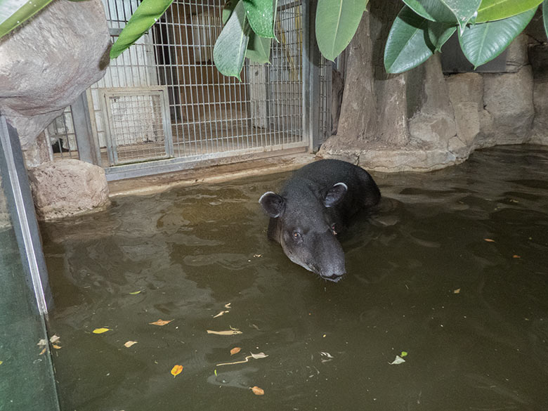 Mittelamerikanischer Tapir Weibchen SUSANNA am 30. September 2019 im Wasser im Südamerika-Haus im Zoologischen Garten Wuppertal