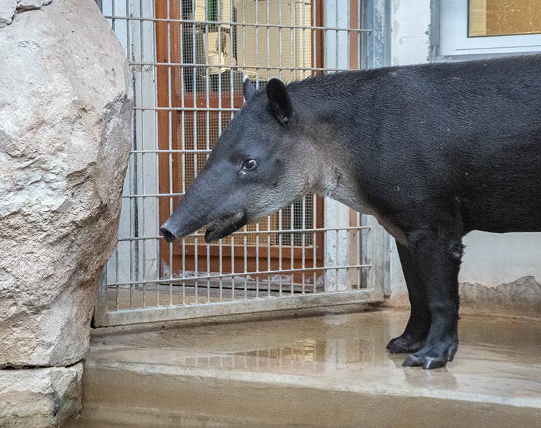 Mittelamerikanischer Tapir Weibchen SUSANNA am 30. September 2019 im Südamerika-Haus im Wuppertaler Zoo