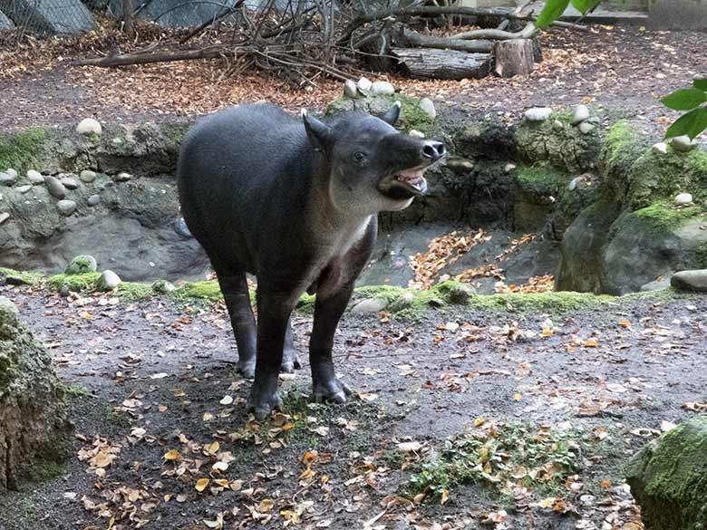 Mittelamerikanisches Tapir-Weibchen SUSANNA am 9. Oktober 2019 auf der Außenanlage am Südamerika-Haus im Grünen Zoo Wuppertal