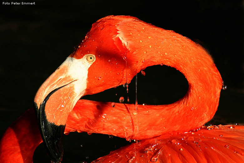 Roter Flamingo im Zoo Wuppertal (Foto Peter Emmert)