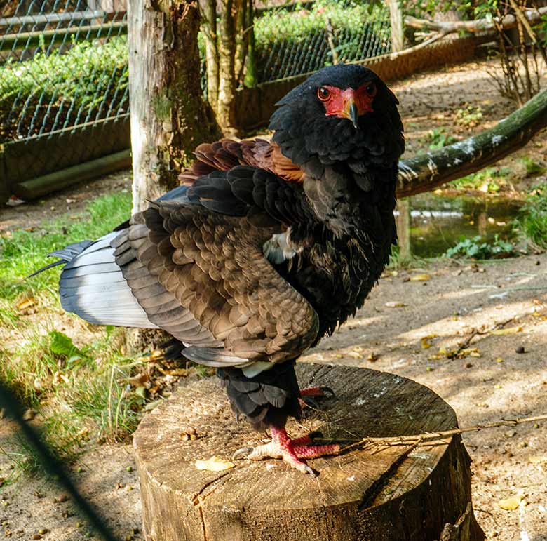 Gaukler-Weibchen ISIS am 16. September 2020 in der Greifvogel-Voliere im Zoo Wuppertal