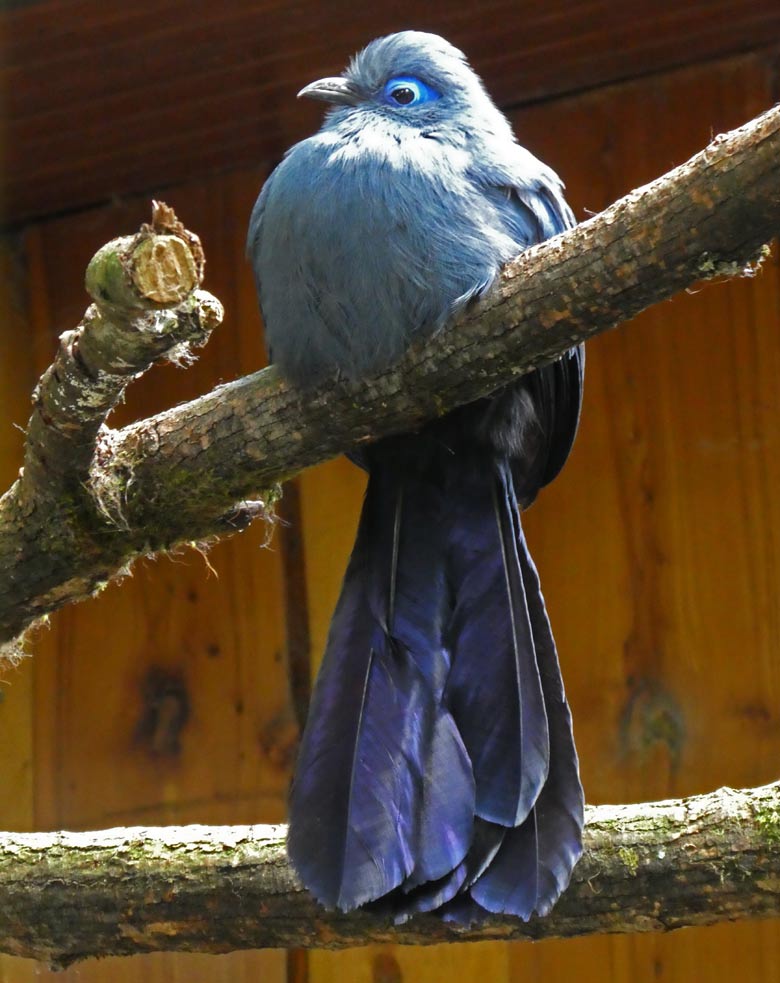 Blauer Seidenkuckuck am 14. Juli 2017 in der Madagaskar-Voliere im Grünen Zoo Wuppertal