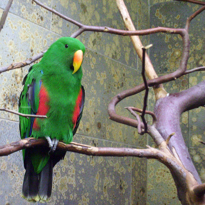 Männlicher Neuguinea-Edelpapagei im Wuppertaler Zoo im Januar 2010