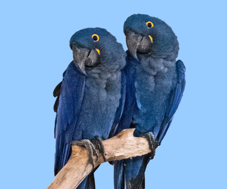 Zwei Hyazinth-Aras am 17. November 2023 im Aralandia-Haus im Grünen Zoo Wuppertal