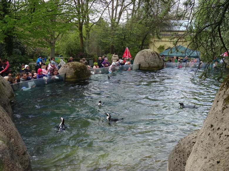 Pinguintag am 23. April 2017 im Wuppertaler Zoo