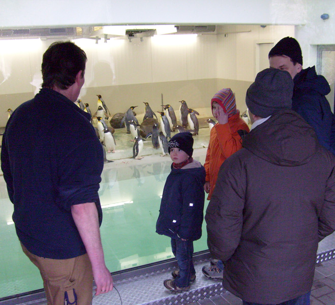 Fütterung der Pinguine in der Übergangsanlage im Zoologischen Garten Wuppertal im Februar 2009