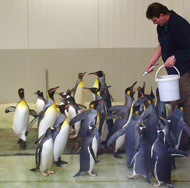Fütterung der Pinguine in der Übergangsanlage im Zoologischen Garten Wuppertal im Februar 2009