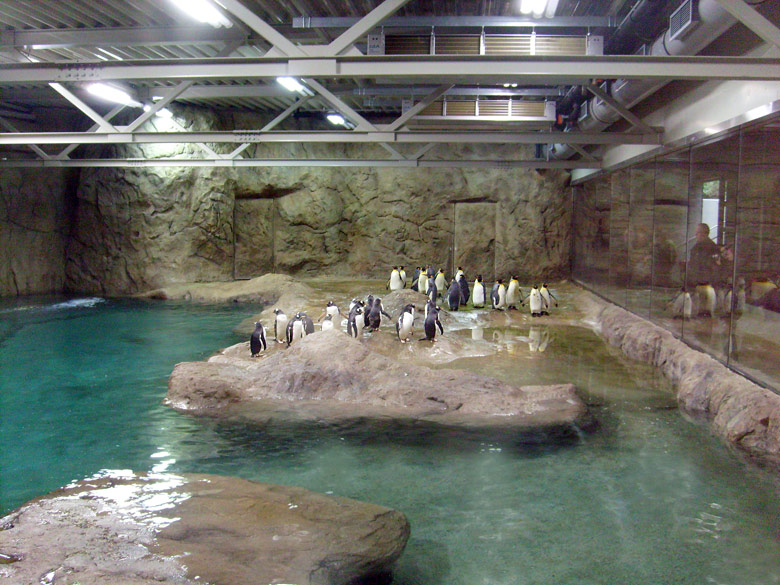 Eselspinguine und Königspinguine in der neuen Pinguin-Anlage im Wuppertaler Zoo im März 2009