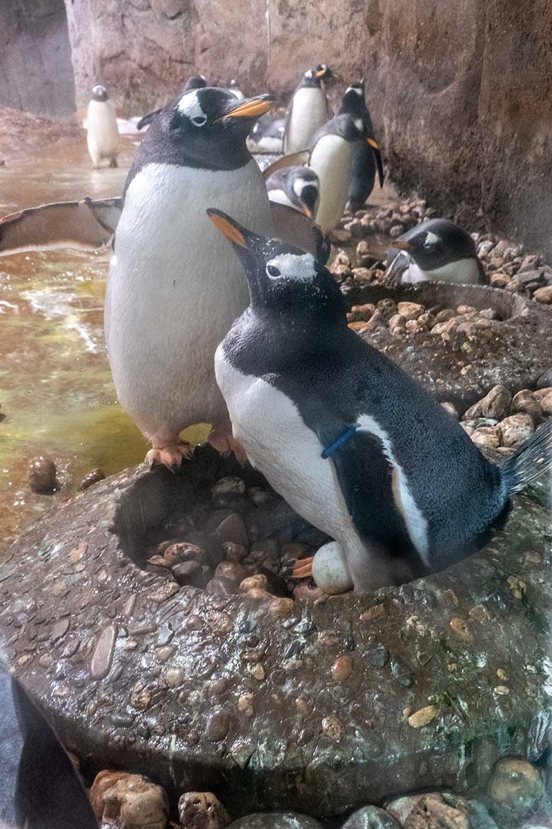 Brütender Eselspinguin am 1. Mai 2023 im Pinguin-Haus im Grünen Zoo Wuppertal