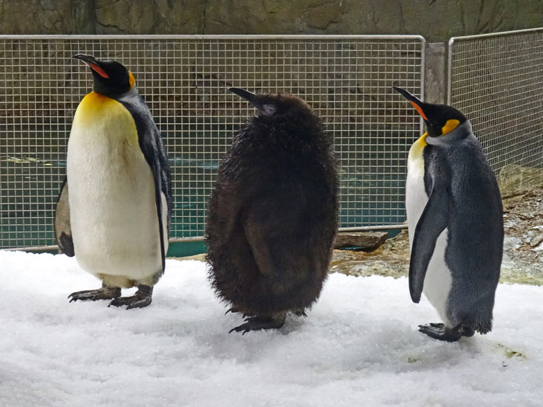 Das am 21. August 2016 geschlüpfte Pinguin-Jungtier zwischen Königspinguinen am 28. Januar 2017 im Grünen Zoo Wuppertal