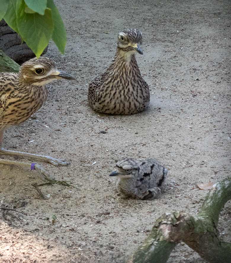 Kaptriel-Paar mit Jungtier am 23. Juni 2019 in der Außenvoliere am Vogel-Haus im Grünen Zoo Wuppertal