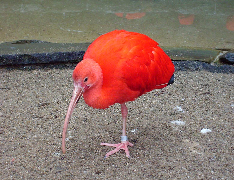 Roter Sichler im Zoologischen Garten Wuppertal im November 2008