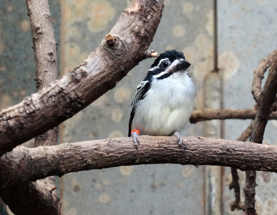 Goldbürzel-Bartvogel im Wuppertaler Zoo im Februar 2015