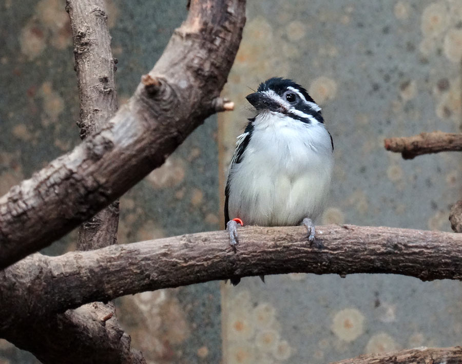 Goldbürzel-Bartvogel im Zoologischen Garten Wuppertal im Februar 2015