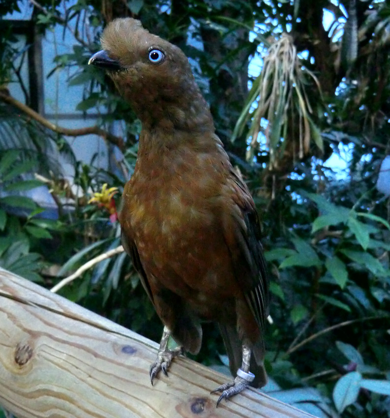 Anden-Felsenhahn im Wuppertaler Zoo im Juli 2012