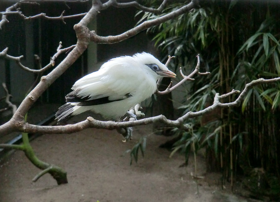 Balistar Jungvogel im Zoologischen Garten Wuppertal im April 2014