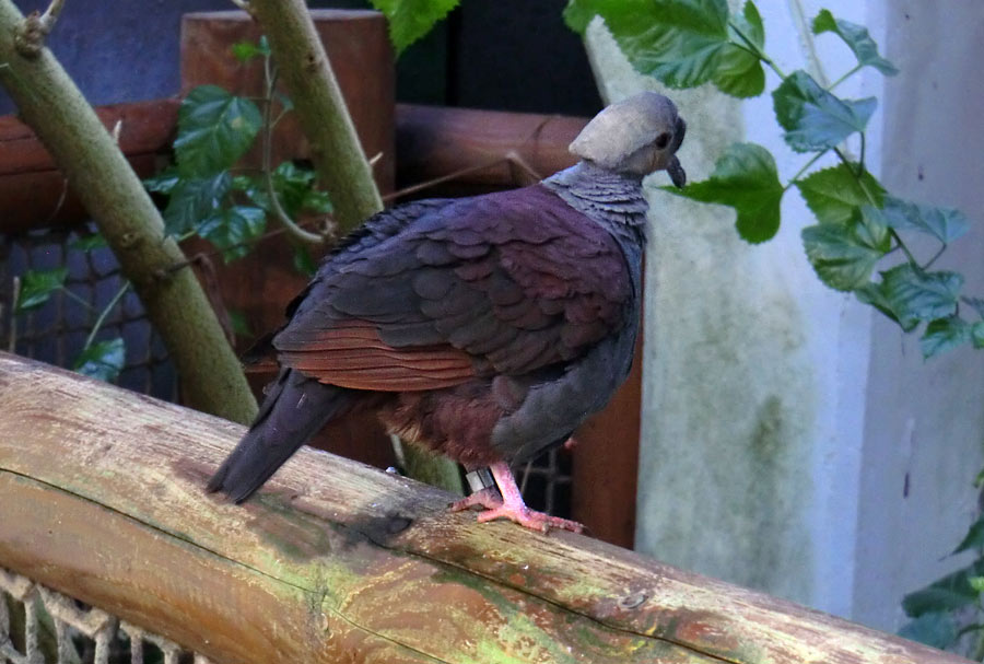 Jamaika Erdtaube im Zoo Wuppertal im Dezember 2012